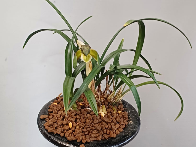 녹태여의설소심