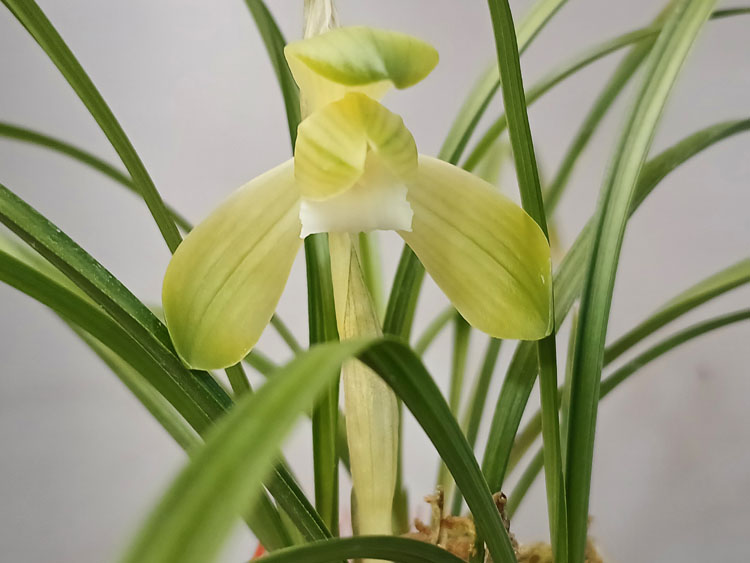 원판백화소심 ( 꽃 )