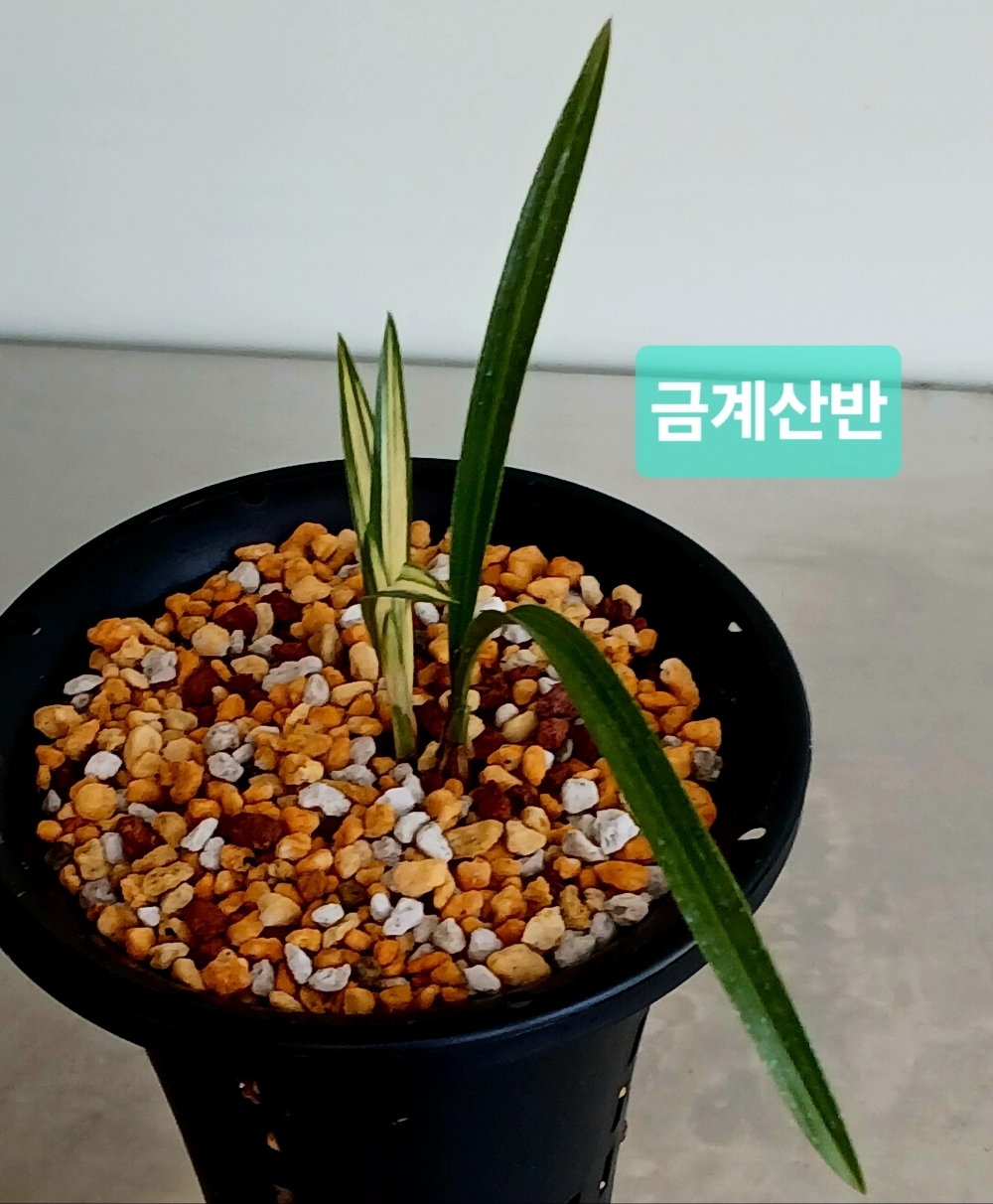 ***금계산반 ***