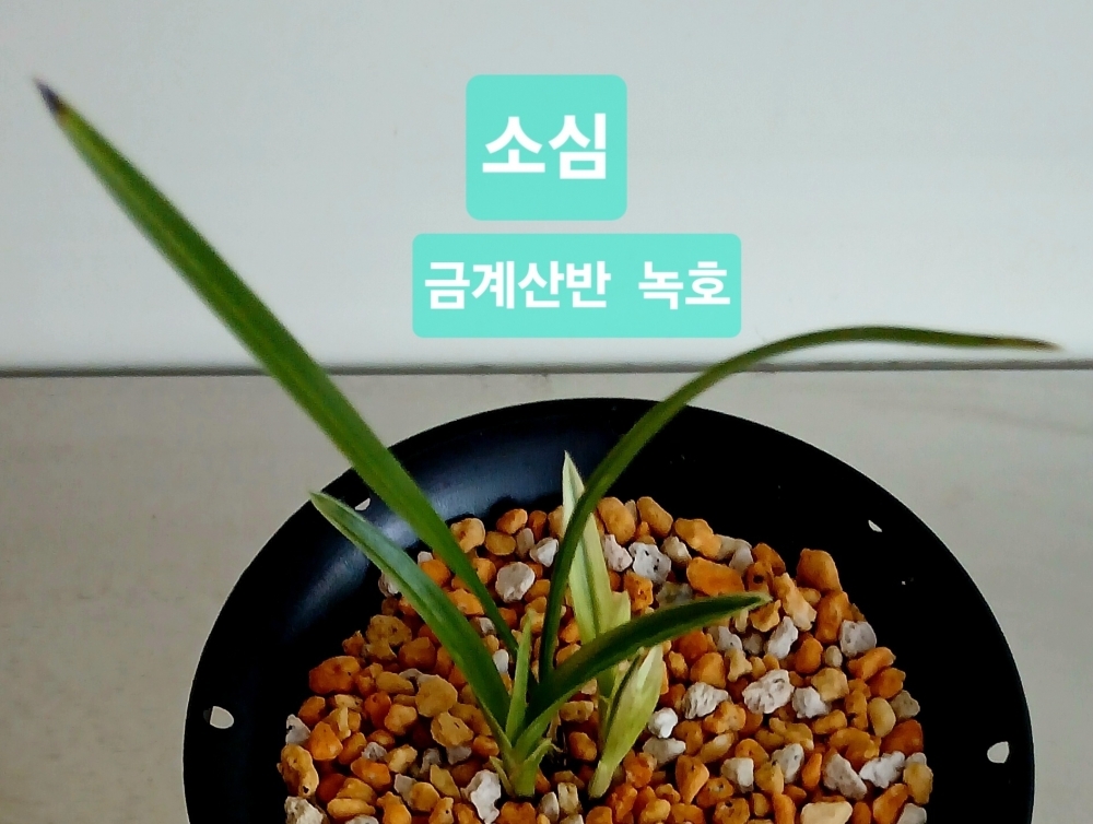 소심 금계 산반녹호