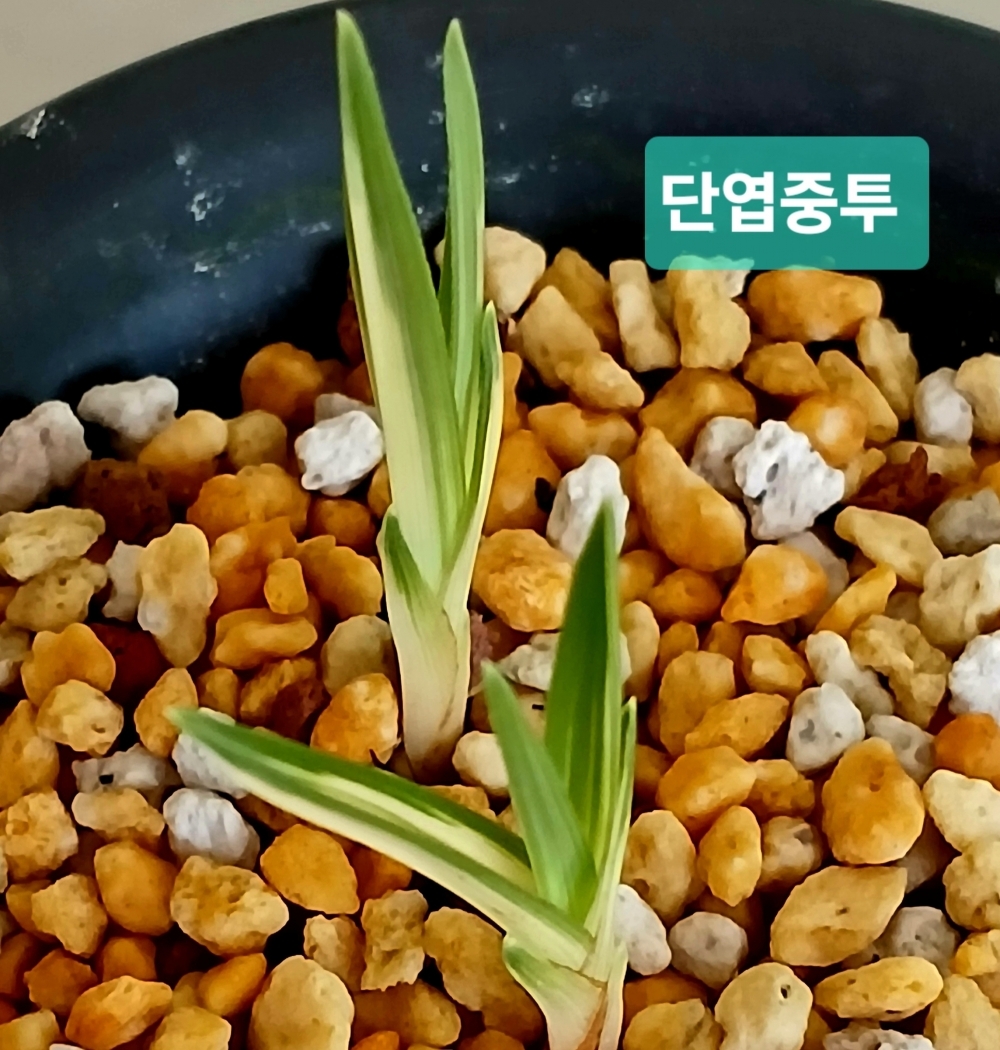 단엽성중투