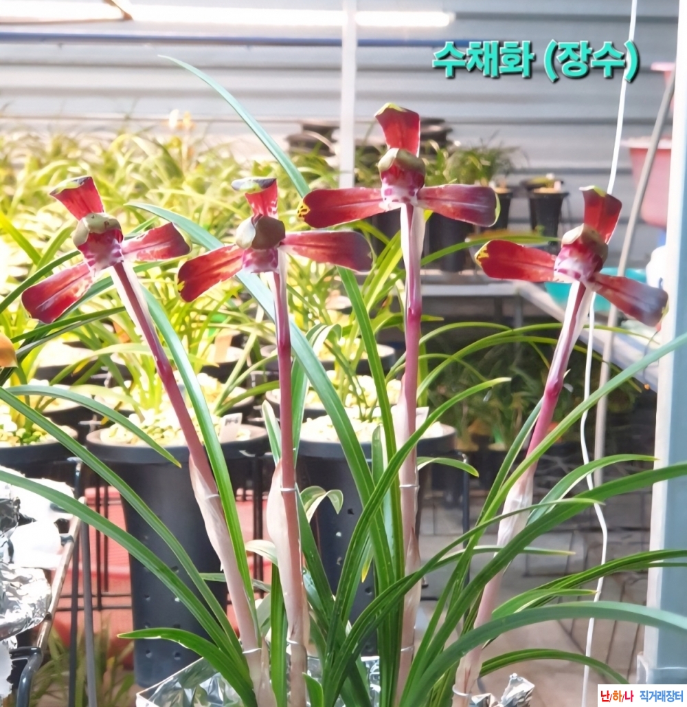 귀한 수채화(장수)~*