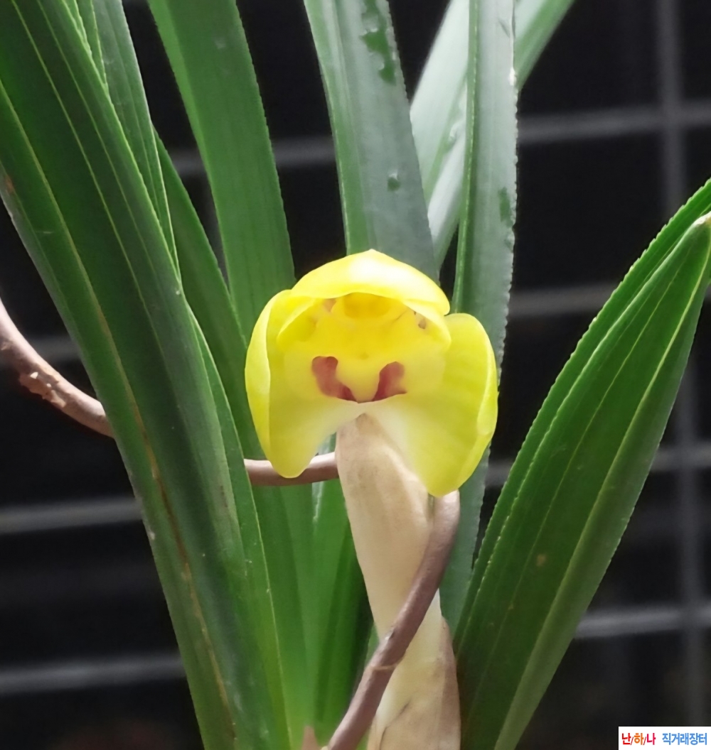 에이스 (황두화) 기대