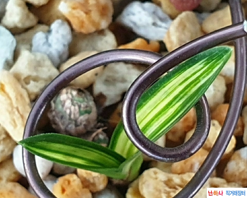 라사지단엽 중투무지
