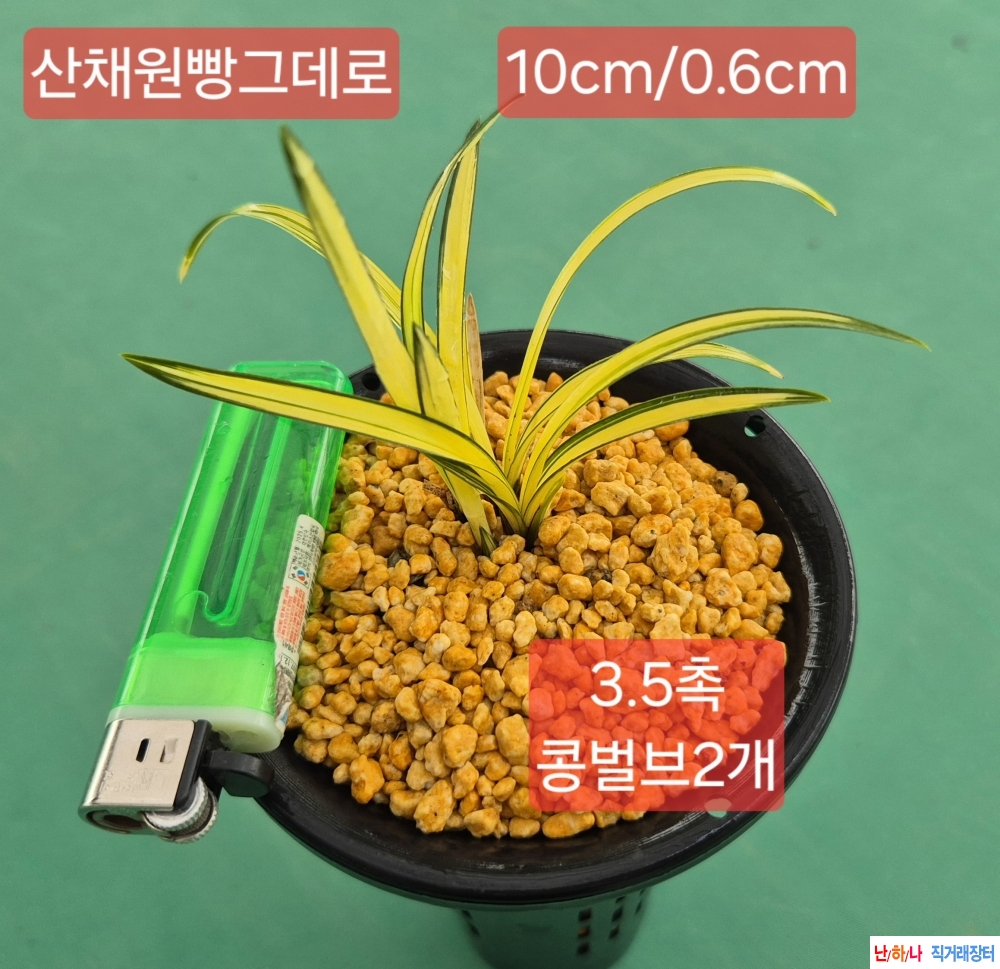 산출
