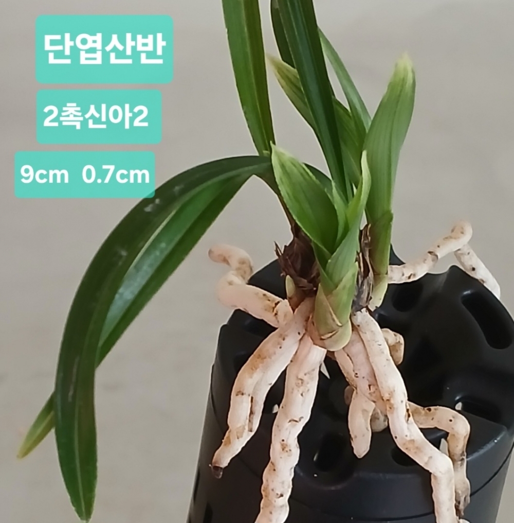 단엽산반