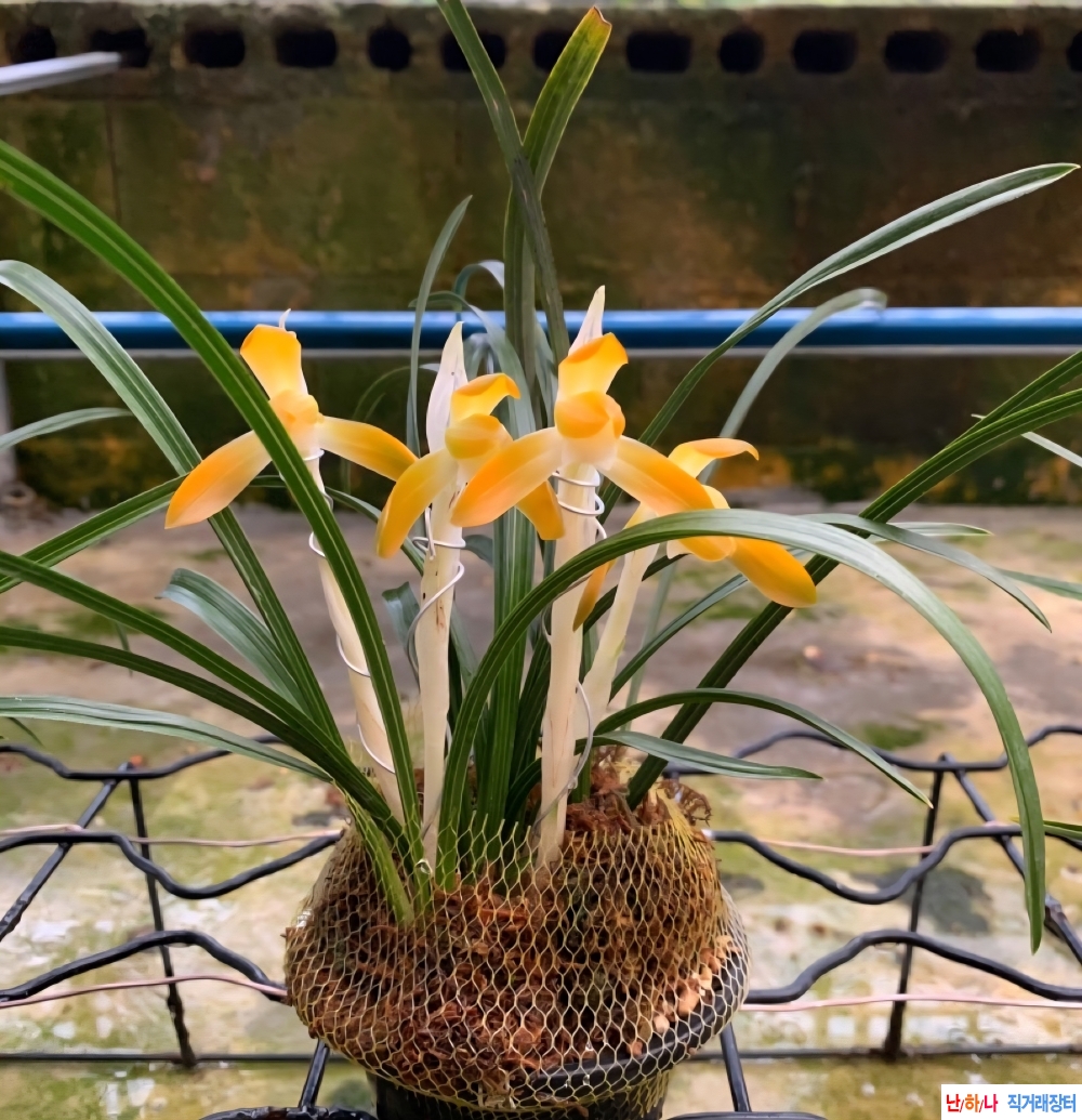 무명 (주금소심)~*