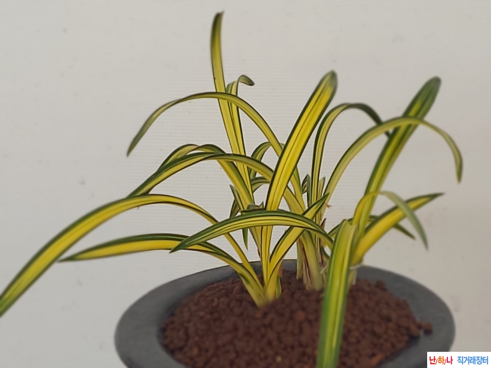 산채출발잎변극황중투