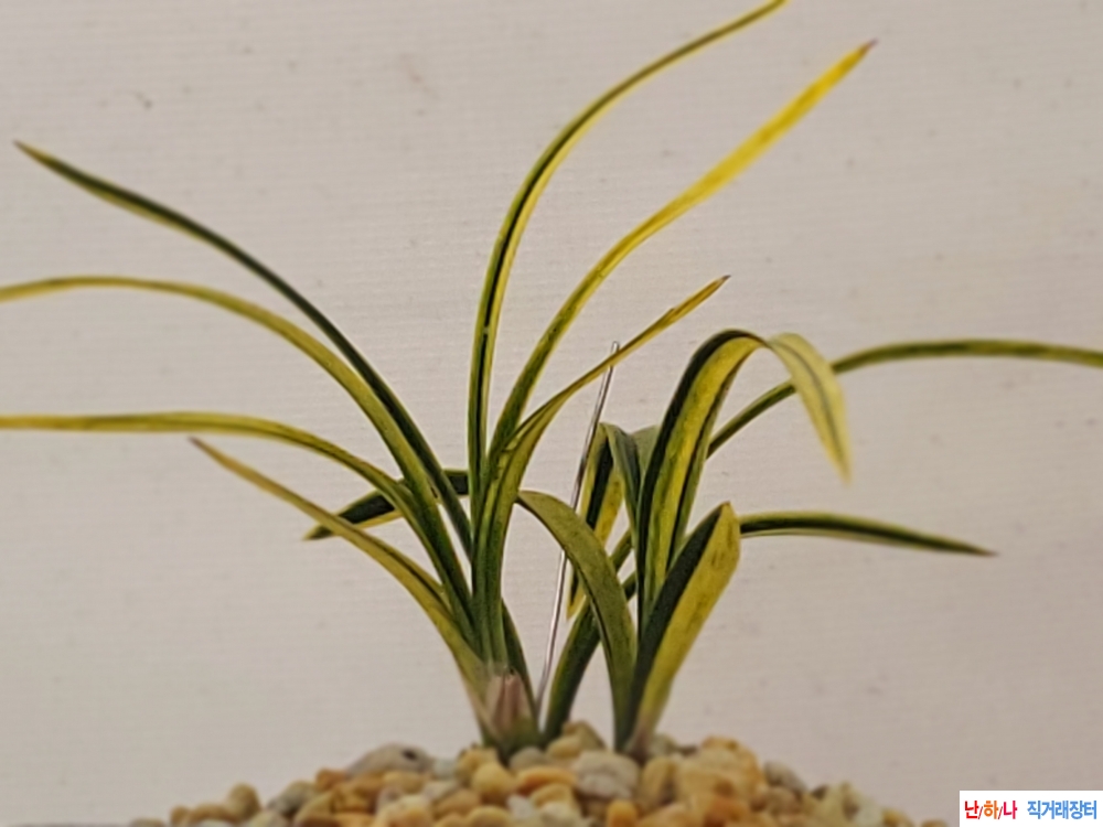 무명잎변황산반녹호