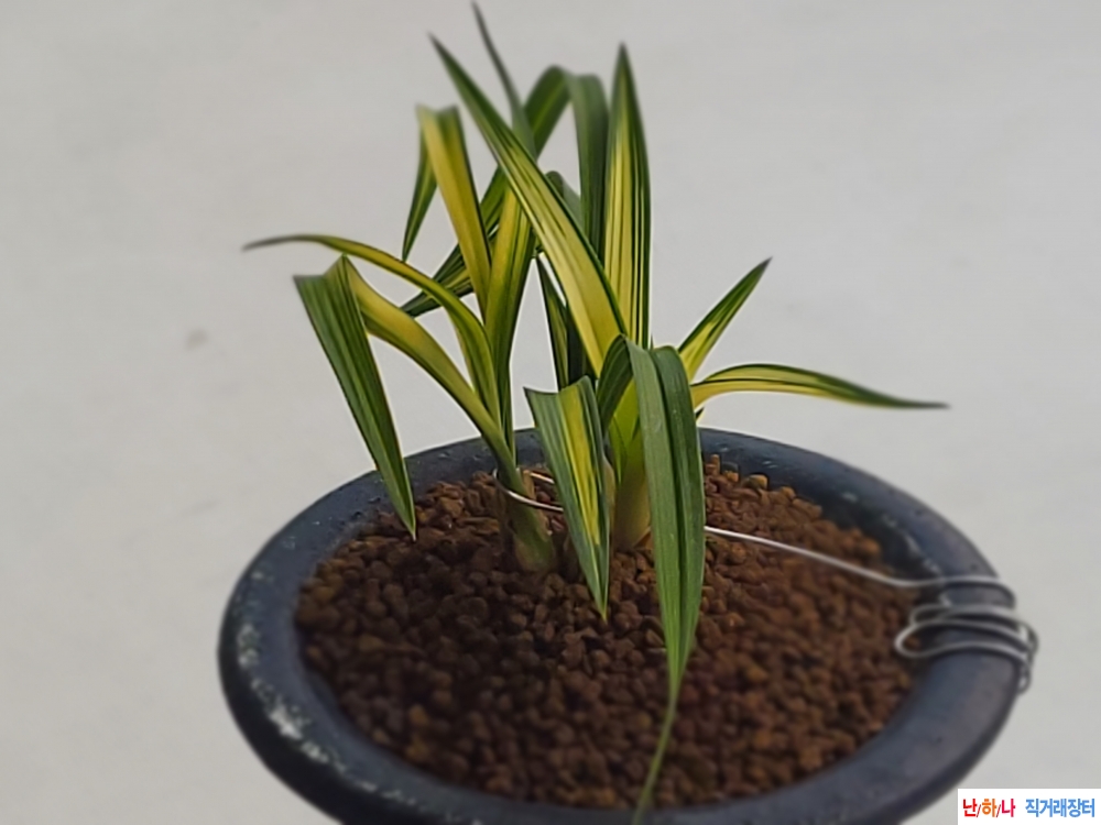 후육질서반중투