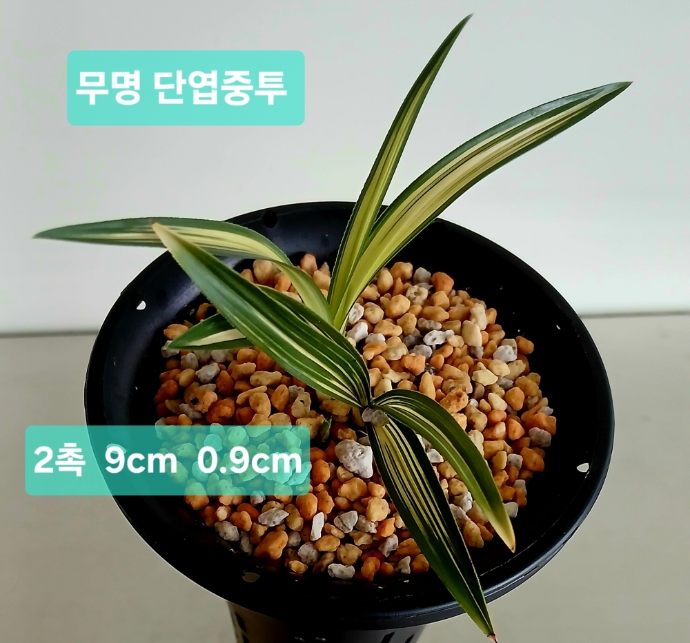 **무더위 특가판매 단?