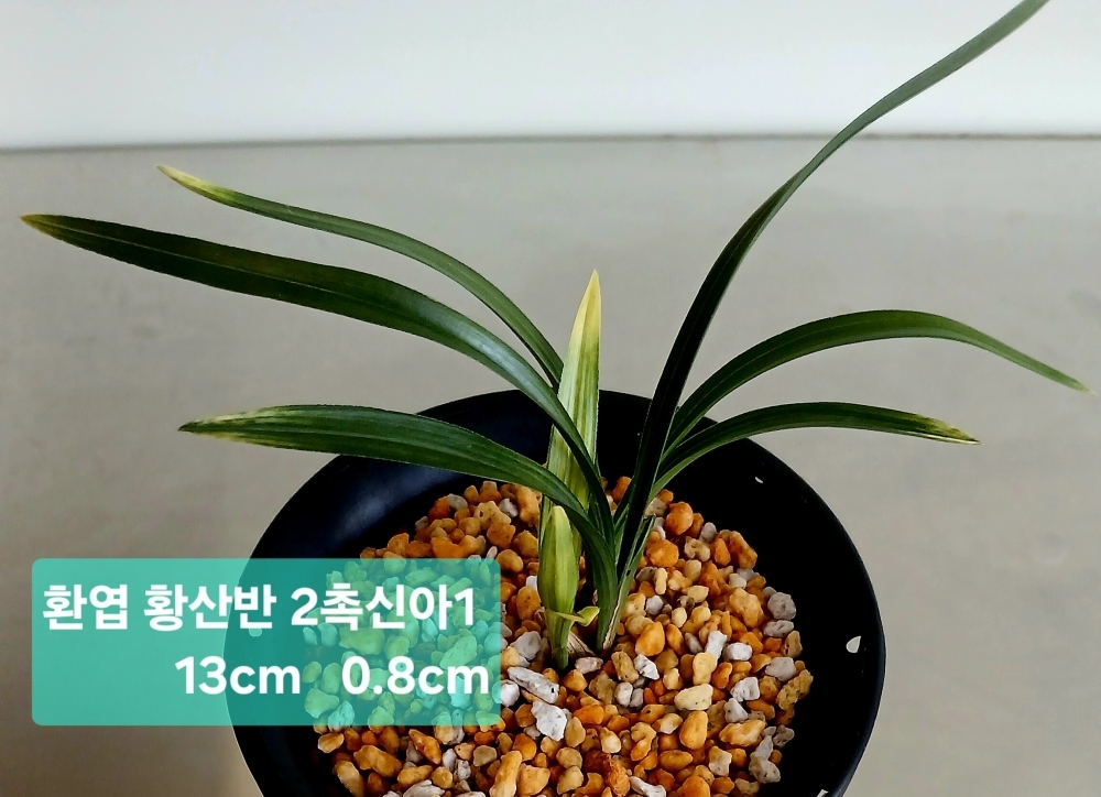 환엽 황산반