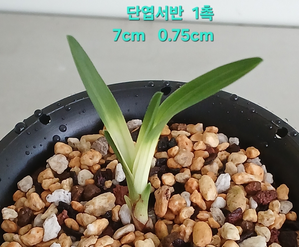***종자목 찬스 단엽서?
