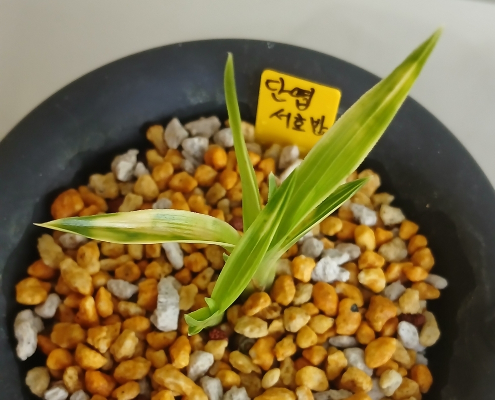 단엽  서호반