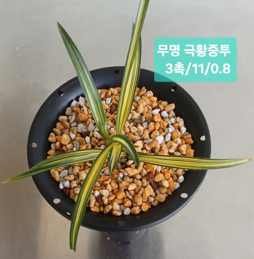 무명 극황중투