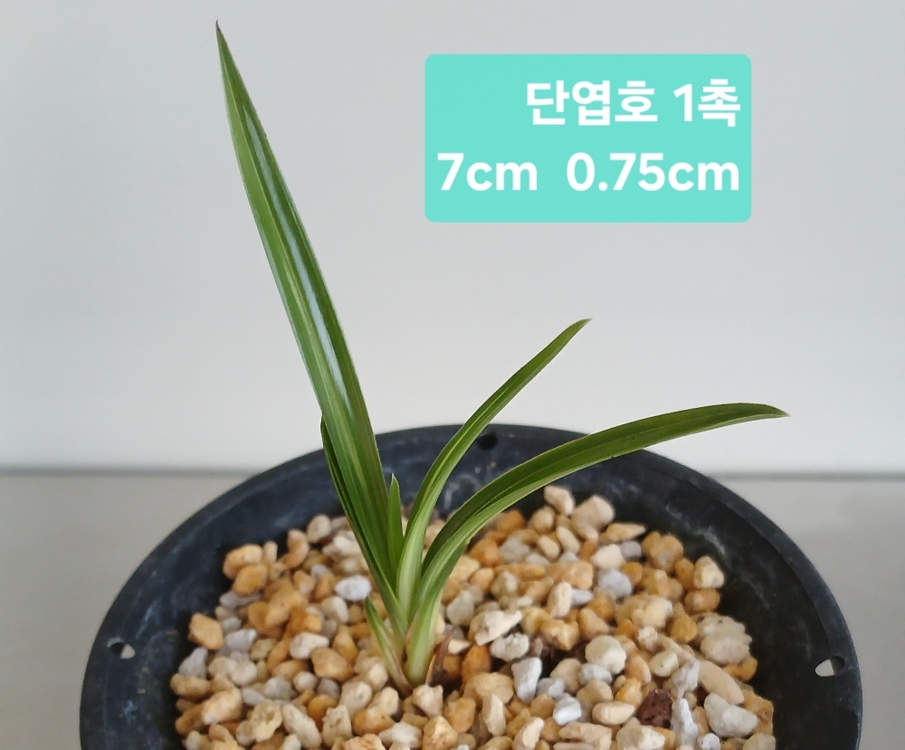 단엽호