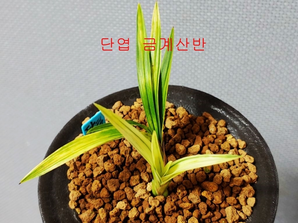 매니져추천