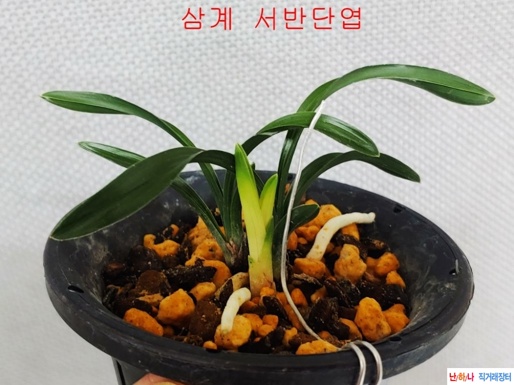 특 삼계 서반단엽