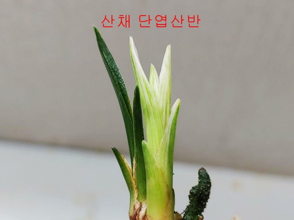 산채 단엽산반