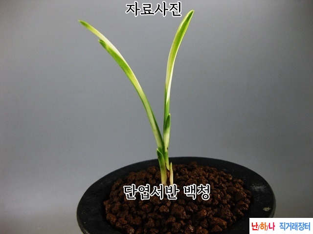 특  단엽  백서반