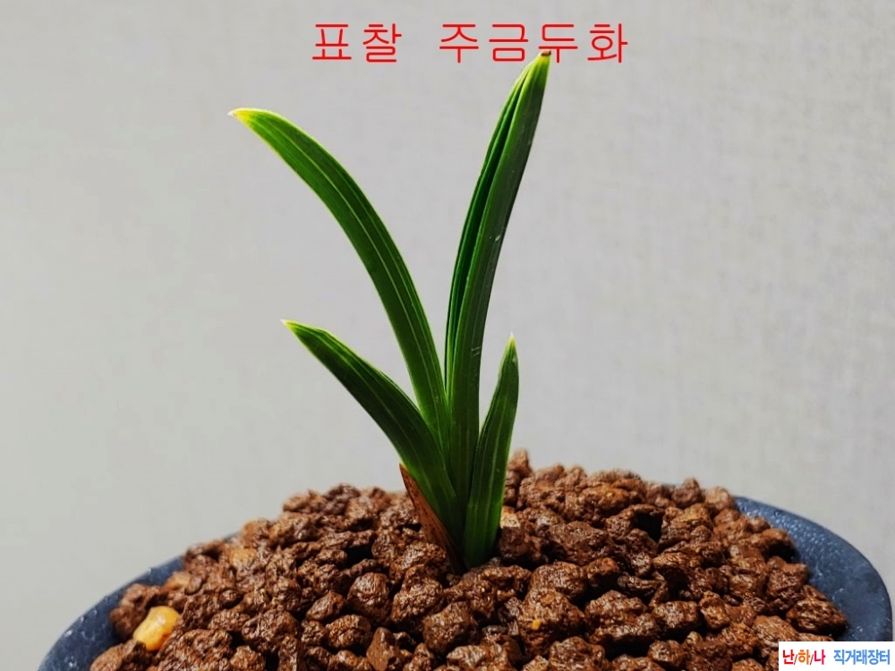 단엽서반