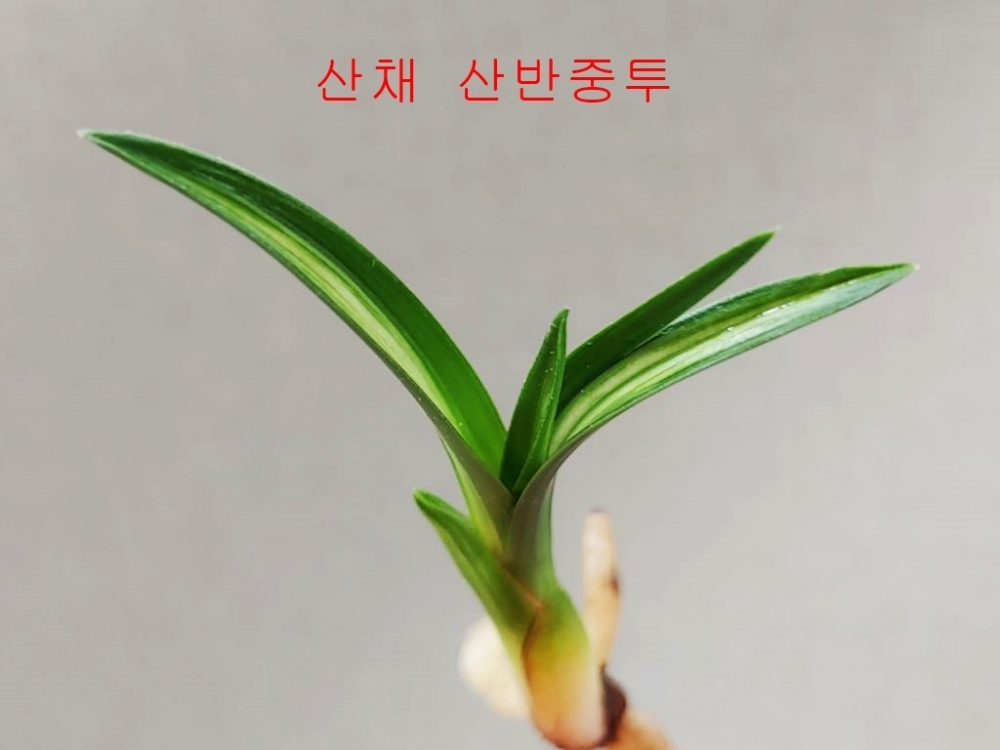 산채 중투