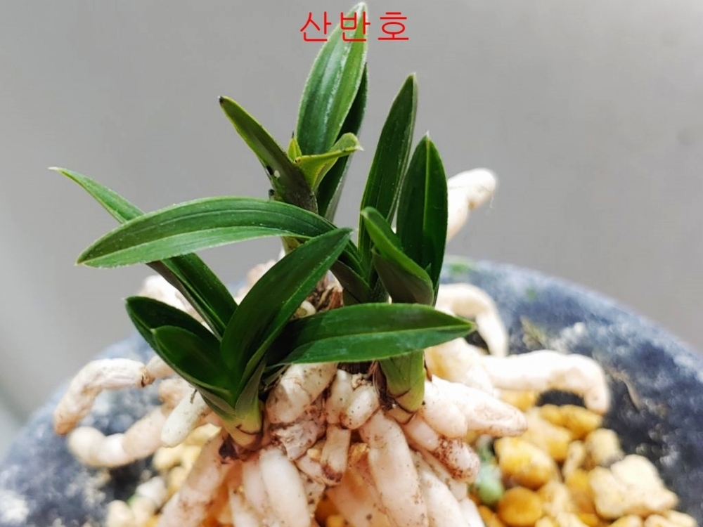 기대품  단엽호