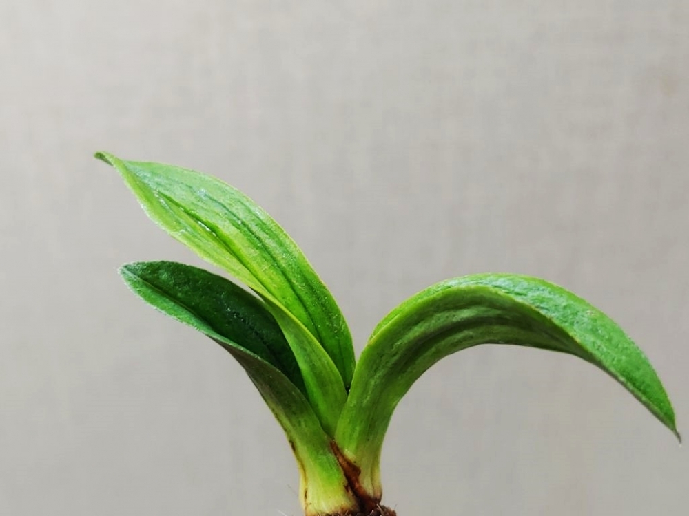 특  서반단엽