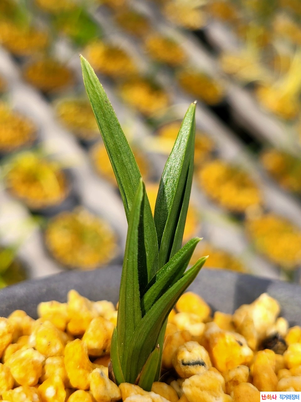 후육.입엽의라사단엽