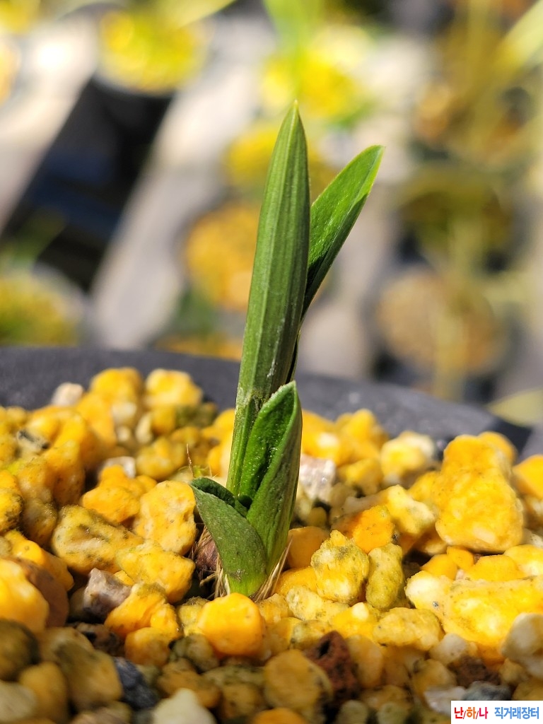 변좋은 라사단엽입니?