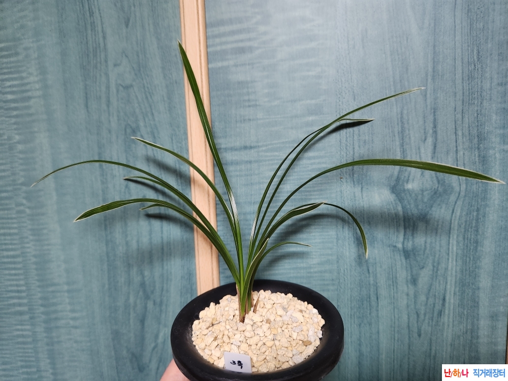 꽃기대-- (백복륜)~*