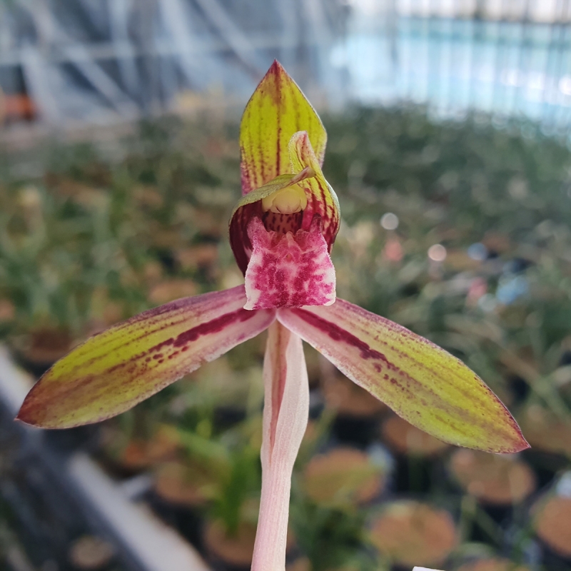 무명,,수채,,색설화,,꽃?