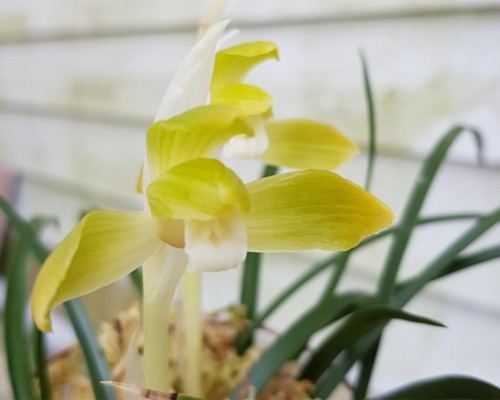 무명,,전면산반,,복색?