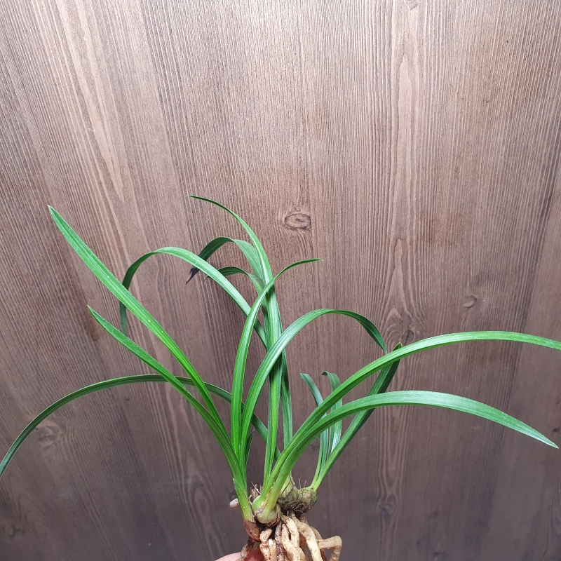 환엽,,산반중투