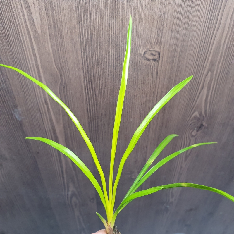 입변,,극황,,서호반