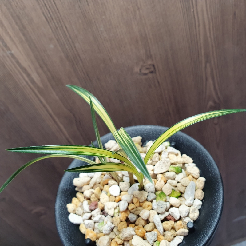 무명,,단엽성,,먹란,,황?