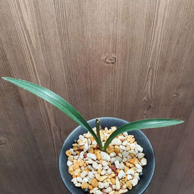 빠빠시,,먹란,,단엽