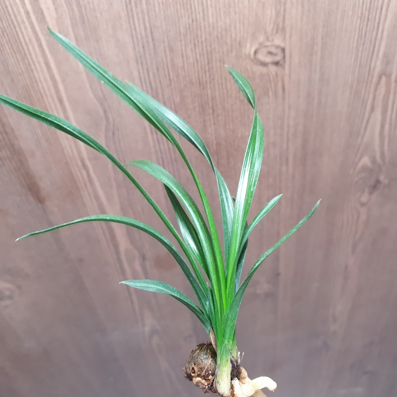 산채,,먹란,,색두기대,,?