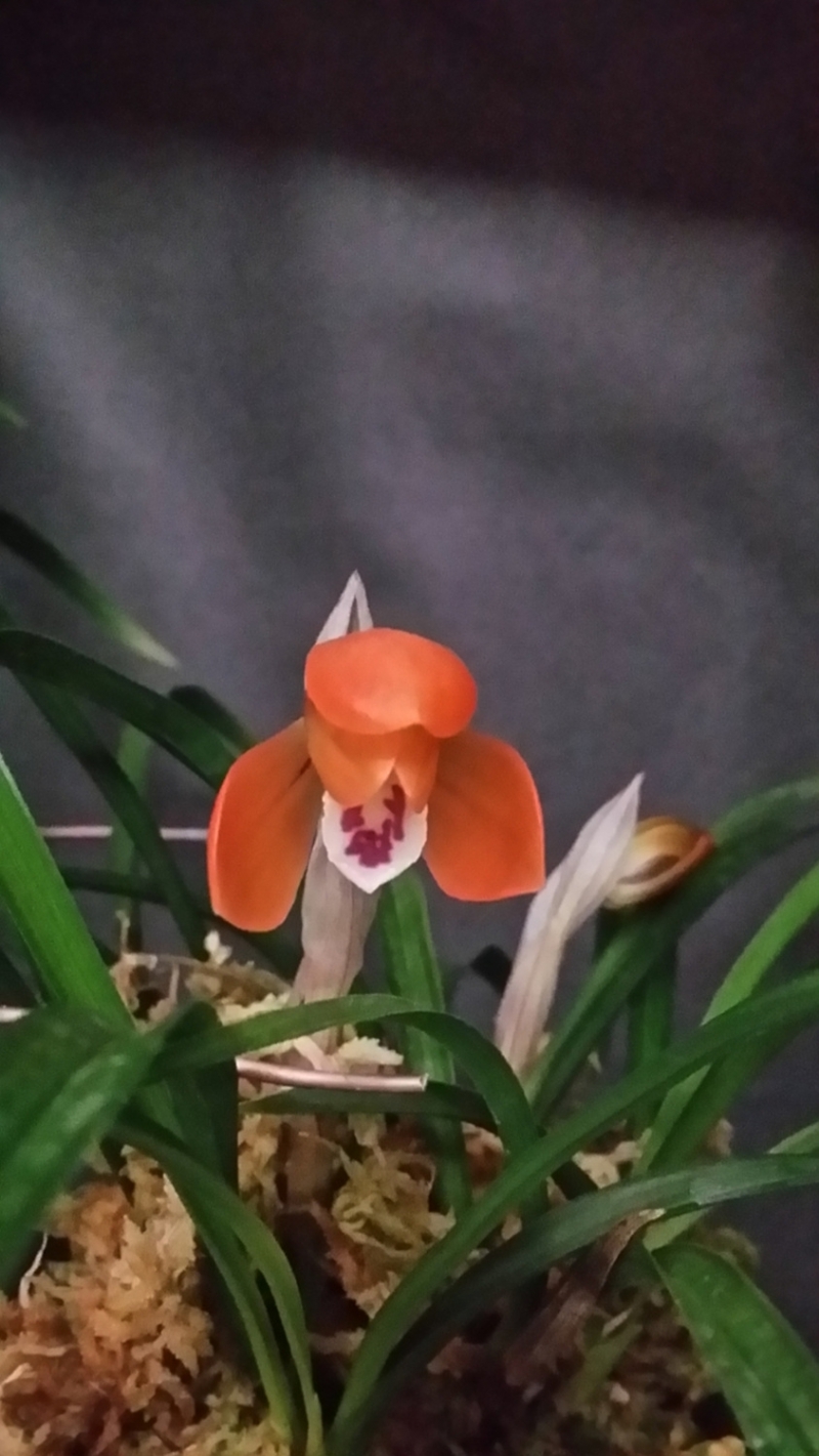 무명,,금상받은,,원판,,?