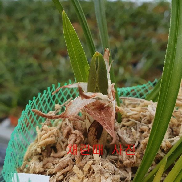 산채,,대륜,,홍색(복색)?