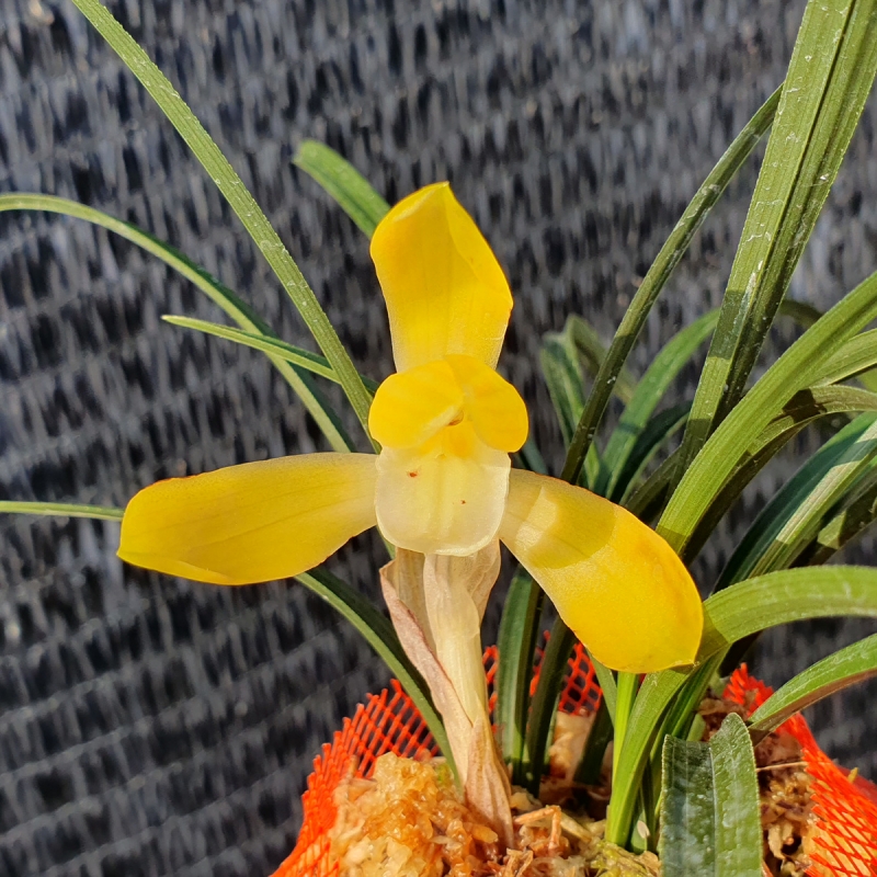 무명,,황화,,소심