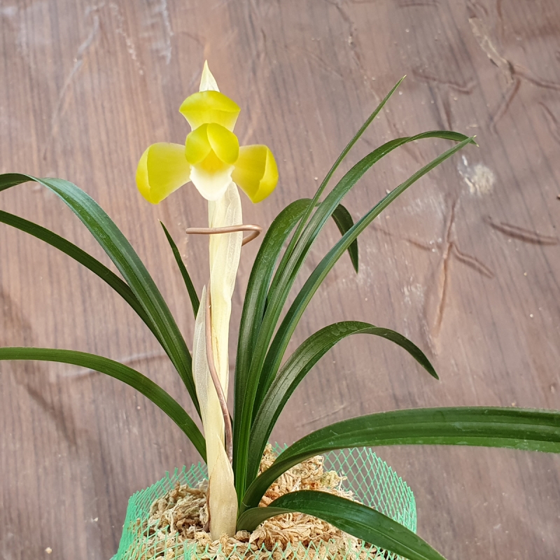 무명,,색기대,,대두화,,?