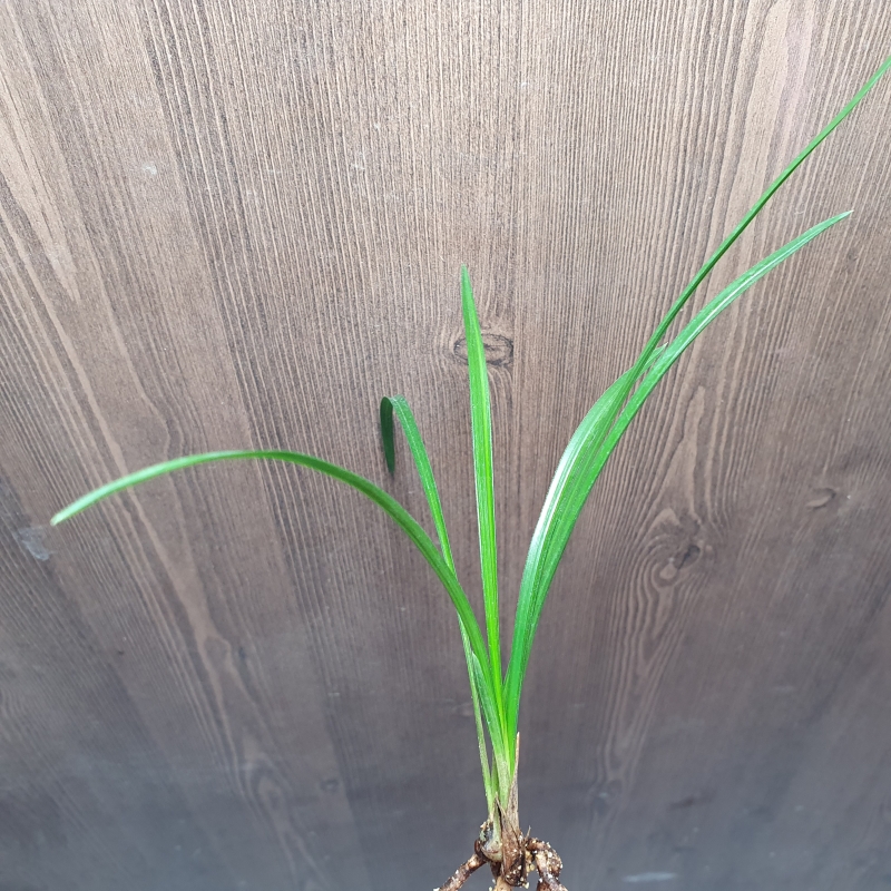 소멸성,,중투,,소심