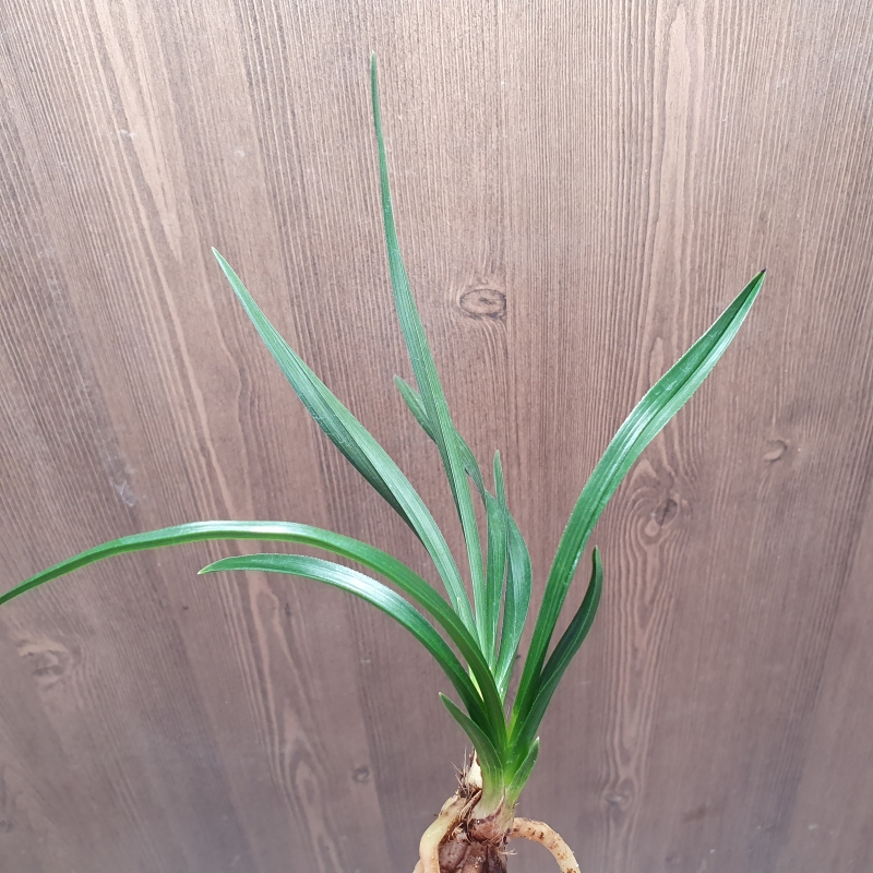 먹란,,빠빠시,,서반,,장?