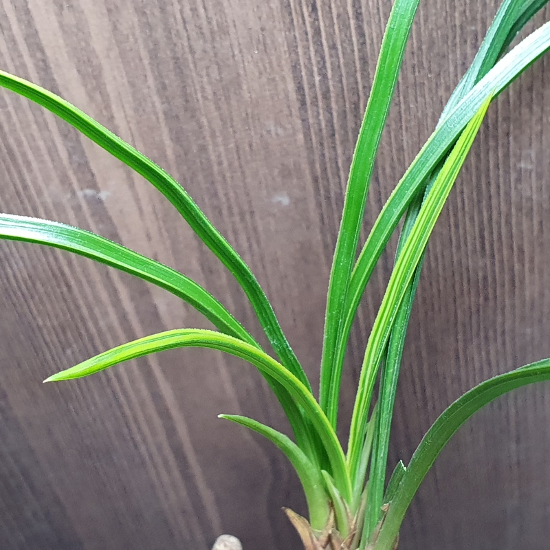 금계,,극황,,산반호