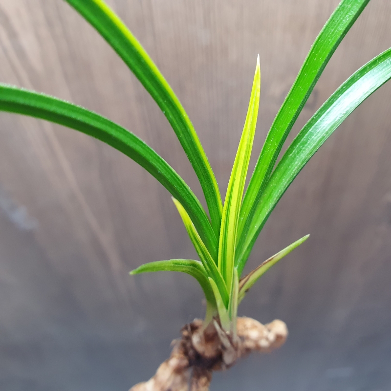 까닥지,,극황,,산반