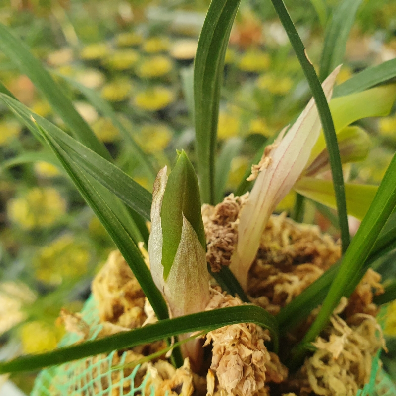 산반,,복색화,,꽃2