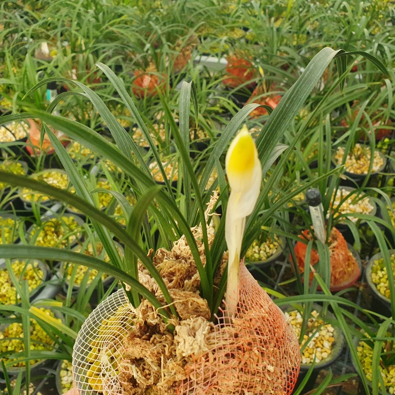 색기대..소심,,꽃1