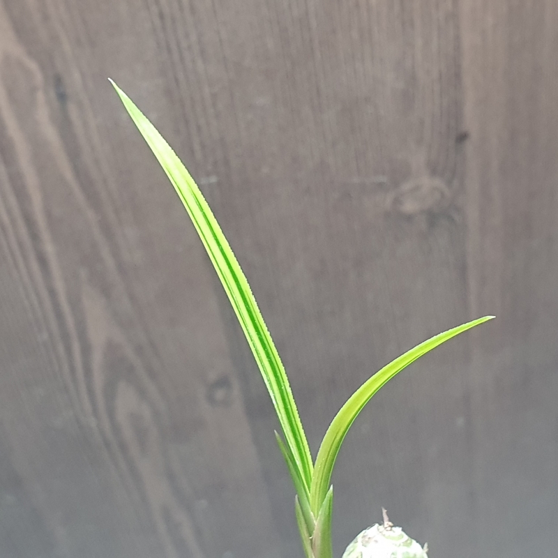 극황,,금계,,산반호