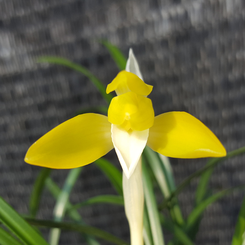 진성황화,,대륜,,소심